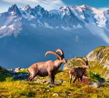 A pair of Ibex in Spain