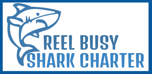 Reel Busy shark charter
