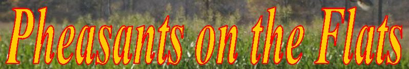 Pheasants on the Flats