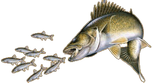 Predator Fishing Charters