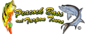 Puerto Rico Fishing Peacock Bass and Tarpon Tours