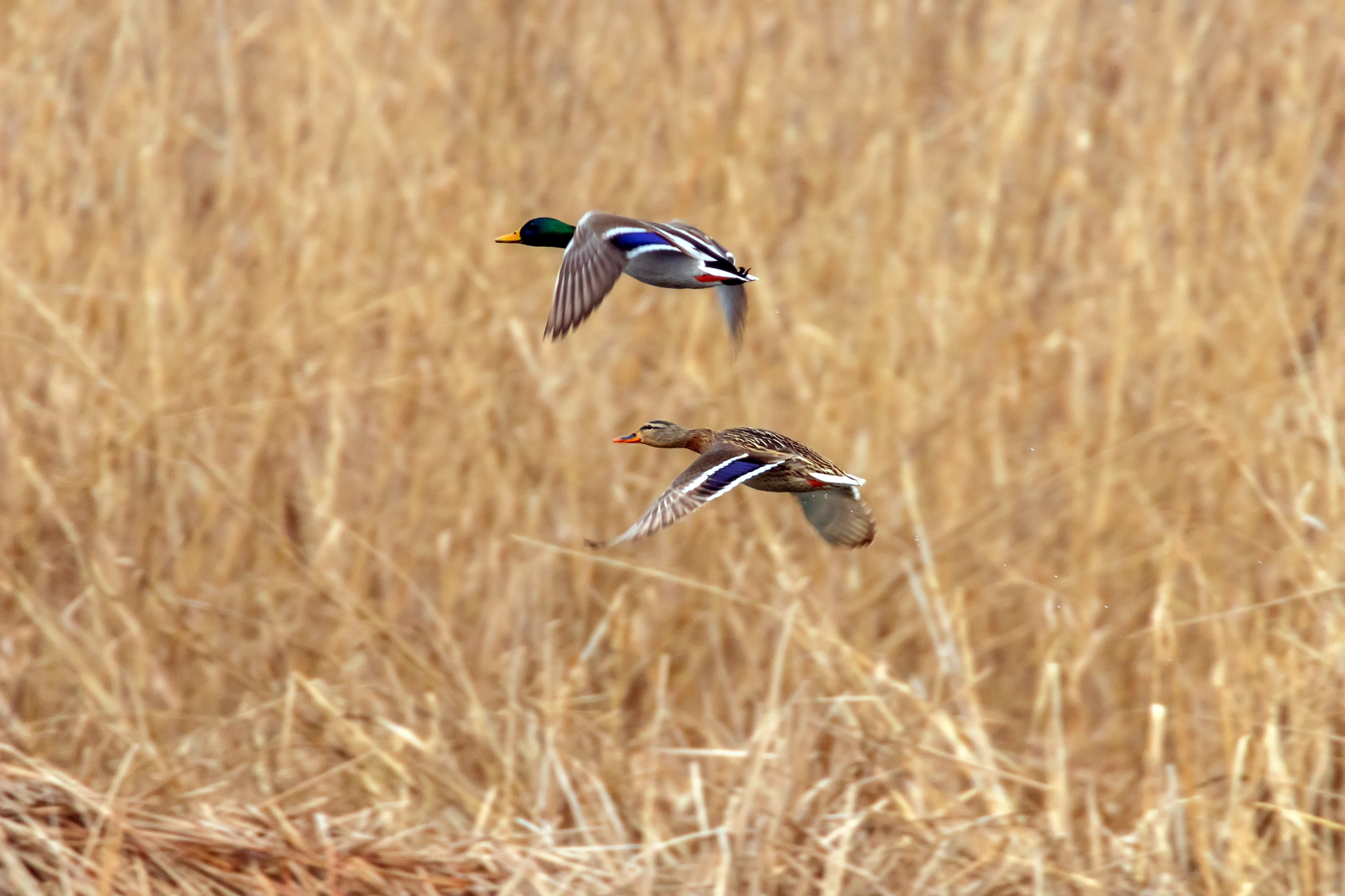 Mallard Duck Hunting