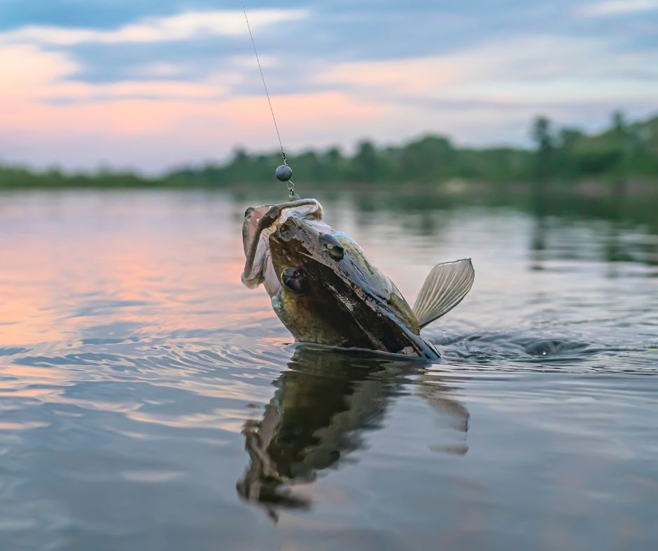 Best Summer Fishing Trips for Trophy Bass, Pike, and Walleye