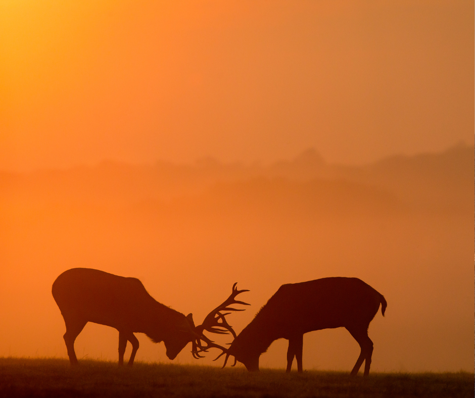 Top Hunting Destinations Worldwide