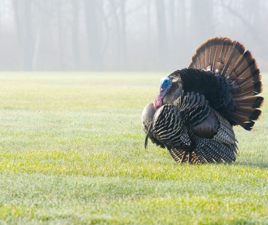 Top Turkey Hunting Destinations in the U.S.