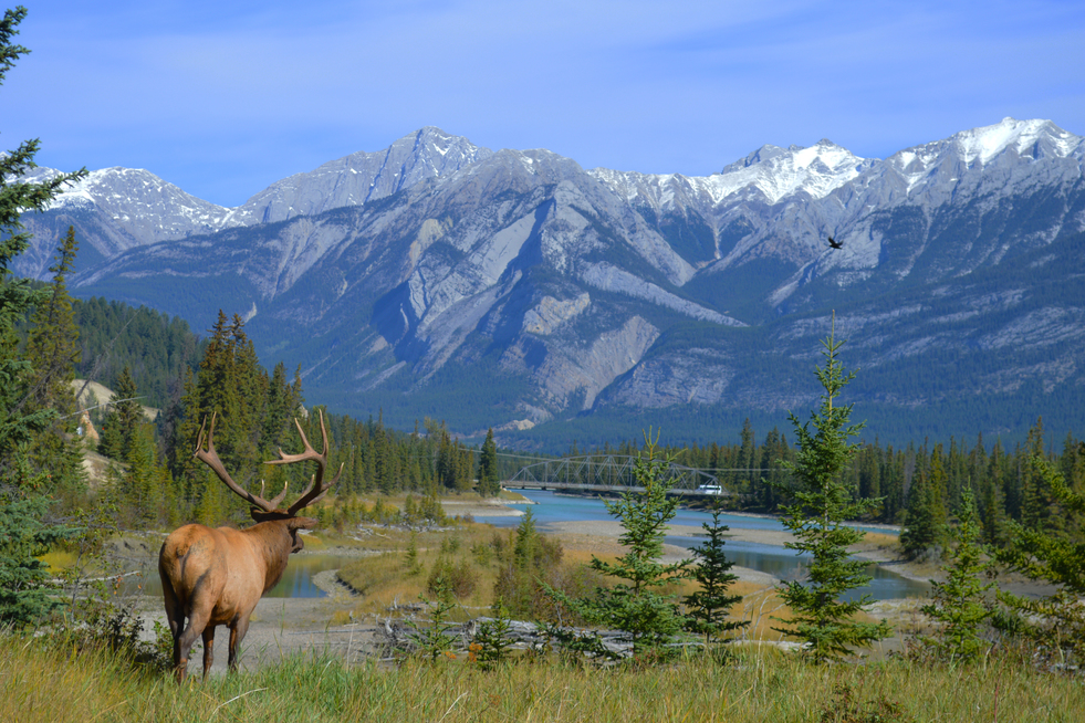 elk with mountain landscape