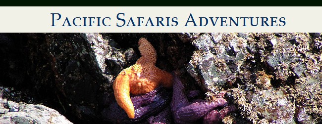 Pacific Safaris