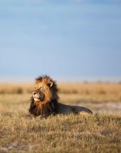 Male lion resting in the brush in Botswana